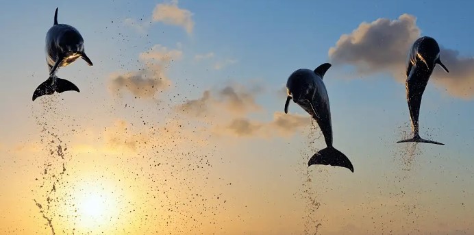 Tips Praktis Mengunjungi Bali Dolphin Marine Park