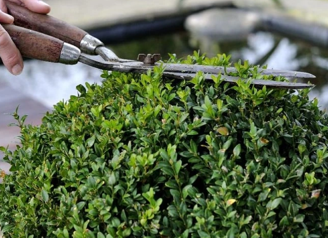 Jasa Potong Rumput Bekasi Solusi Praktis untuk Taman yang Lebih Rapi